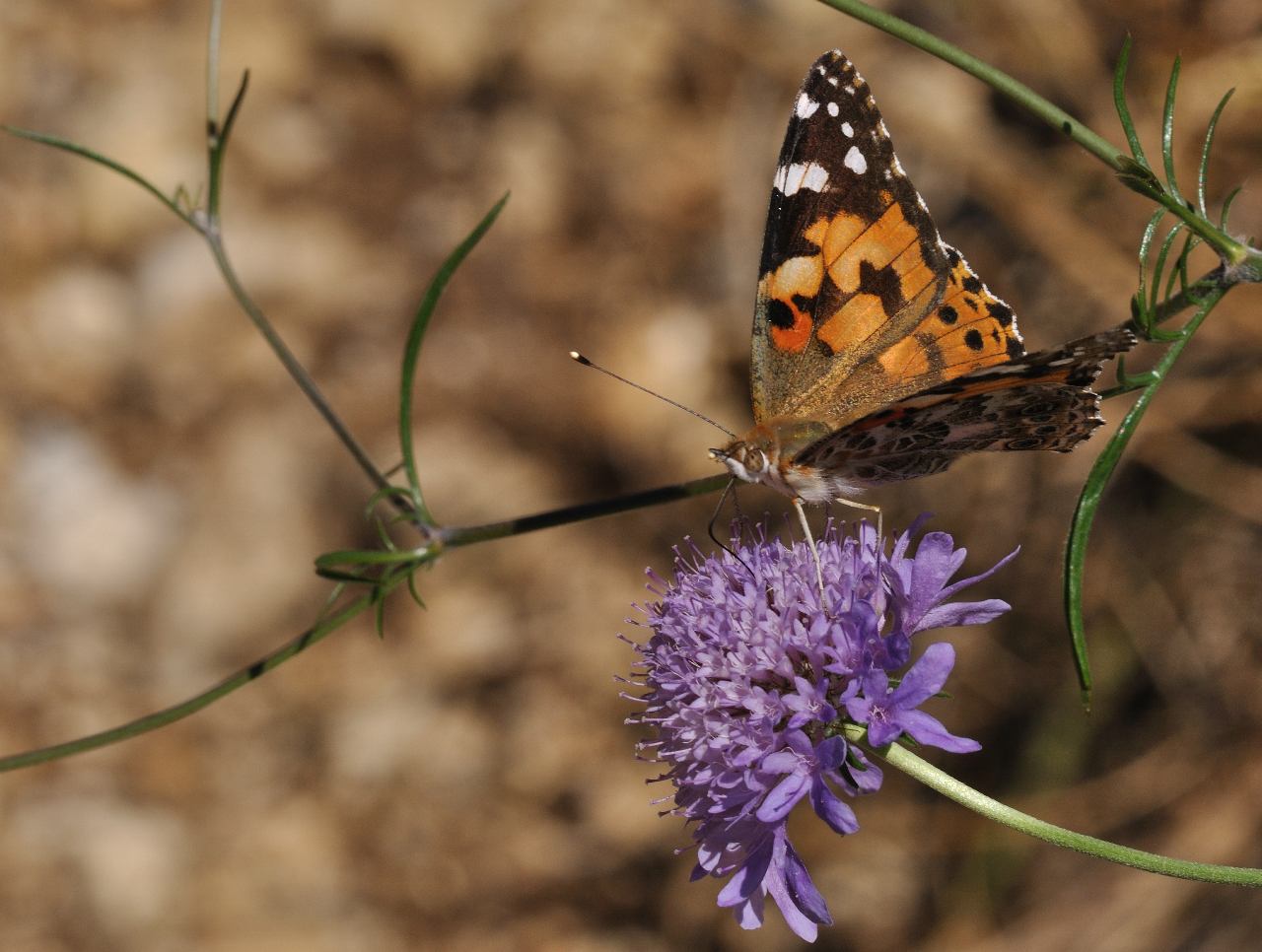 ID Lepidottero N.1 : Vanessa cardui